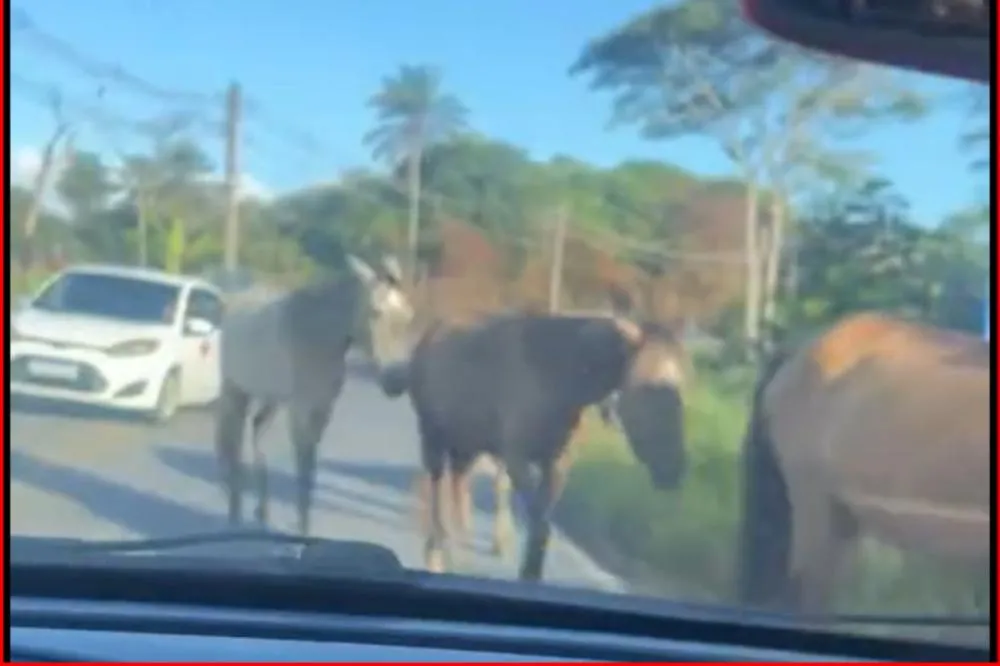 Leitor do Ilha Notícias Bahia